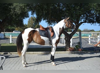 Spanish Sporthorse Mix, Mare, 3 years, 16 hh, Tobiano-all-colors