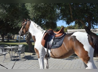 Spanish Sporthorse Mix, Mare, 3 years, 16 hh, Tobiano-all-colors