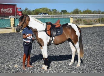 Spanish Sporthorse Mix, Mare, 3 years, 16 hh, Tobiano-all-colors