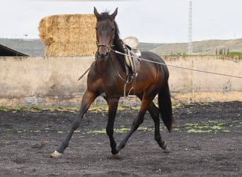 Spanish Sporthorse, Mare, 3 years, 16,1 hh, Bay-Dark