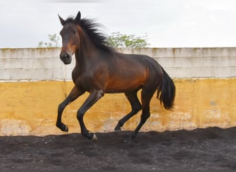 Spanish Sporthorse, Mare, 3 years, 16,1 hh, Bay-Dark