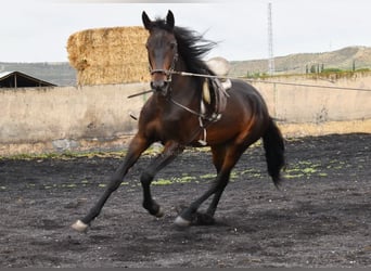 Spanish Sporthorse, Mare, 3 years, 16,1 hh, Bay-Dark