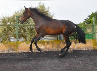 Spanish Sporthorse, Mare, 3 years, 16,1 hh, Bay-Dark