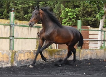 Spanish Sporthorse, Mare, 3 years, 16,1 hh, Bay-Dark