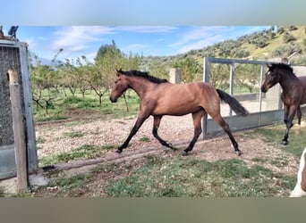 Spanish Sporthorse, Mare, 3 years, Brown-Light