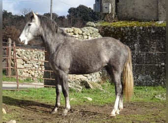 Spanish Sporthorse, Mare, 3 years, Grey