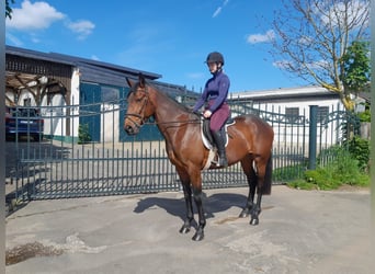 Spanish Sporthorse, Mare, 4 years, 14.3 hh
