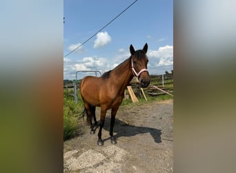 Spanish Sporthorse Mix, Mare, 4 years, 14,3 hh, Brown