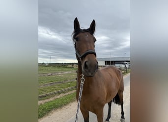 Spanish Sporthorse Mix, Mare, 4 years, 14,3 hh, Brown
