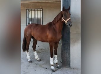 Spanish Sporthorse, Mare, 4 years, 15.1 hh, Chestnut-Red