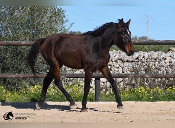 Spanish Sporthorse, Mare, 4 years, 15.2 hh, Brown