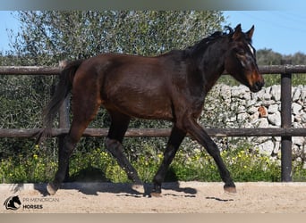 Spanish Sporthorse, Mare, 4 years, 15.2 hh, Brown