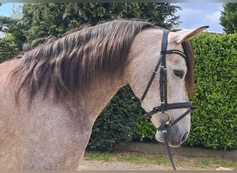 Spanish Sporthorse, Mare, 4 years, 15.2 hh, Can be white