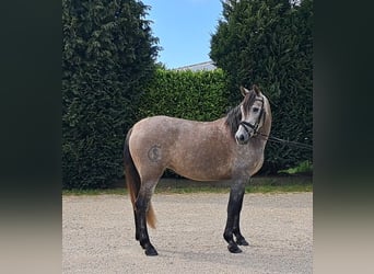 Spanish Sporthorse, Mare, 4 years, 15.2 hh, Can be white