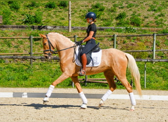 Spanish Sporthorse, Mare, 4 years, 15.2 hh, Palomino
