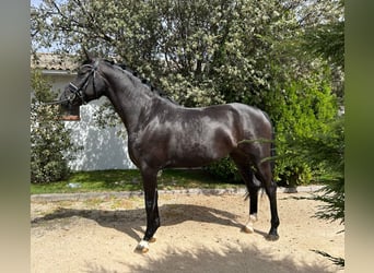 Spanish Sporthorse, Mare, 4 years, 15.3 hh, Black