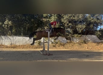 Spanish Sporthorse, Mare, 4 years, 15,1 hh, Brown