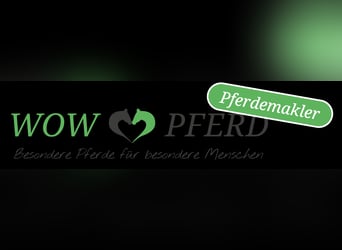 Spanish Sporthorse, Mare, 4 years, 15,1 hh, Buckskin