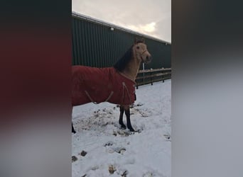 Spanish Sporthorse, Mare, 4 years, 15,2 hh, Brown-Light