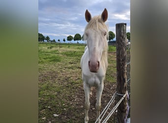 Spanish Sporthorse, Mare, 4 years, 15,2 hh, Cremello
