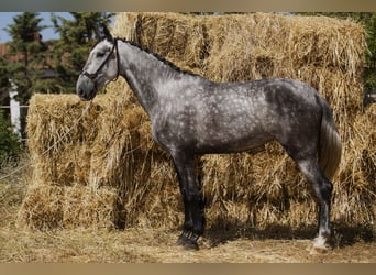 Spanish Sporthorse, Mare, 4 years, 16.2 hh, Gray