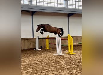 Spanish Sporthorse, Mare, 4 years, 16.3 hh, Brown