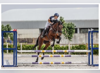 Spanish Sporthorse, Mare, 4 years, 16 hh, Bay-Dark