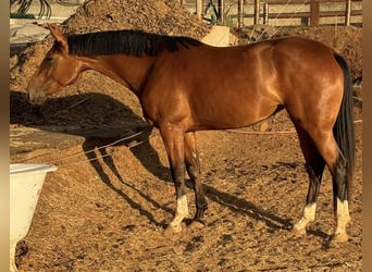 Spanish Sporthorse, Mare, 4 years, 16 hh, Brown