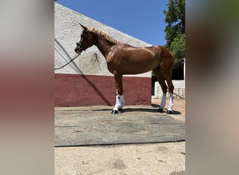 Spanish Sporthorse, Mare, 4 years, 16 hh, Chestnut-Red