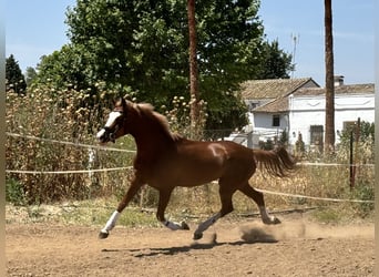 Spanish Sporthorse, Mare, 4 years, 16 hh, Chestnut-Red