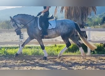 Spanish Sporthorse, Mare, 4 years, 16 hh