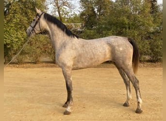Spanish Sporthorse, Mare, 4 years, 16 hh, Grey