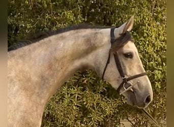 Spanish Sporthorse, Mare, 4 years, 16 hh, Grey