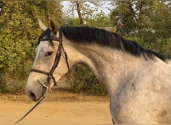 Spanish Sporthorse, Mare, 4 years, 16 hh, Grey