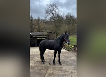 Spanish Sporthorse Mix, Mare, 4 years, 16 hh, Grey-Dark-Tan