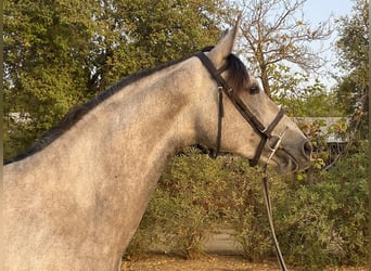 Spanish Sporthorse, Mare, 4 years, 16 hh, Grey