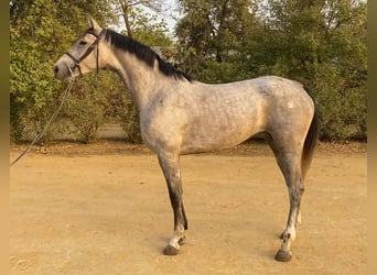 Spanish Sporthorse, Mare, 4 years, 16 hh, Grey