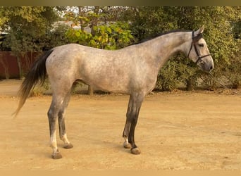 Spanish Sporthorse, Mare, 4 years, 16 hh, Grey