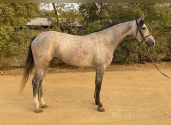 Spanish Sporthorse, Mare, 4 years, 16 hh, Grey