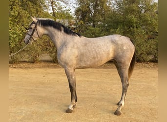 Spanish Sporthorse, Mare, 4 years, 16 hh, Grey