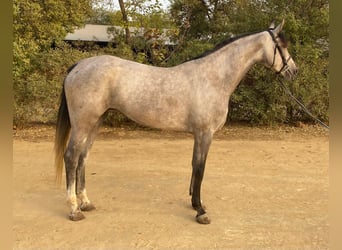 Spanish Sporthorse, Mare, 4 years, 16 hh, Grey