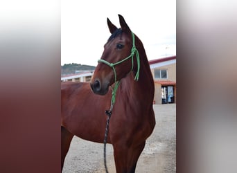 Spanish Sporthorse, Mare, 4 years, 16,1 hh, Brown