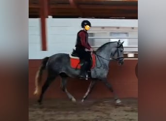 Spanish Sporthorse, Mare, 5 years, 14,2 hh, Gray-Blue-Tan