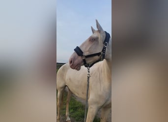 Spanisches Sportpferd, Stute, 5 Jahre, 15,1 hh, Cremello