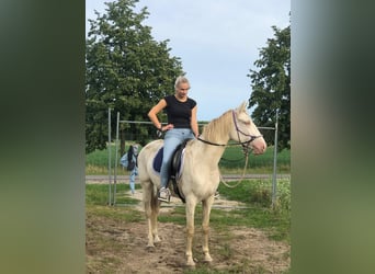 Spanisches Sportpferd, Stute, 5 Jahre, 15,1 hh, Cremello