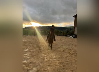 Spanish Sporthorse Mix, Mare, 5 years, 15,2 hh, Smoky-Black