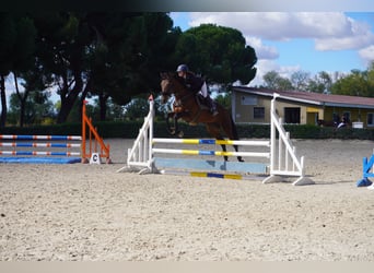 Spanish Sporthorse, Mare, 5 years, 16 hh, Bay-Dark