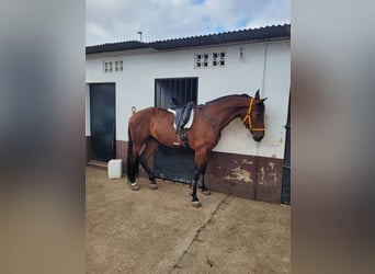 Spanish Sporthorse, Mare, 5 years, 16 hh, Brown