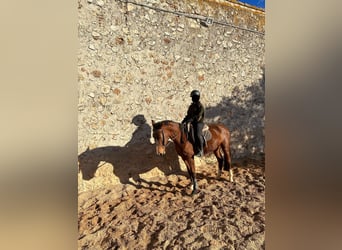 Spanish Sporthorse, Mare, 5 years, 16 hh, Brown