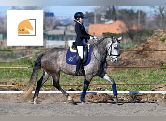 Spanish Sporthorse, Mare, 5 years, 16 hh, Grey